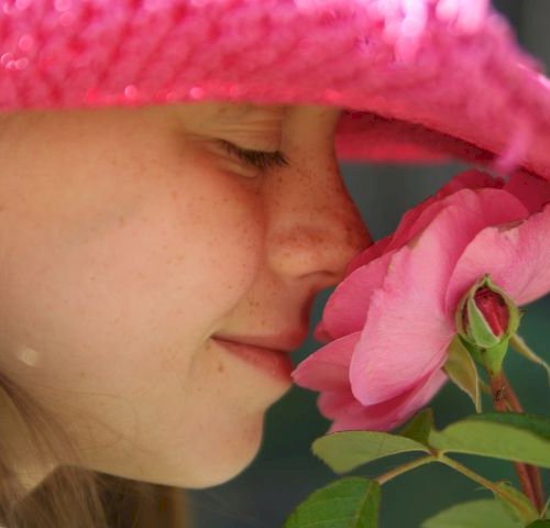 Den yndigste rose - og den dejligste duft.